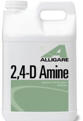 alligare_amine24-d